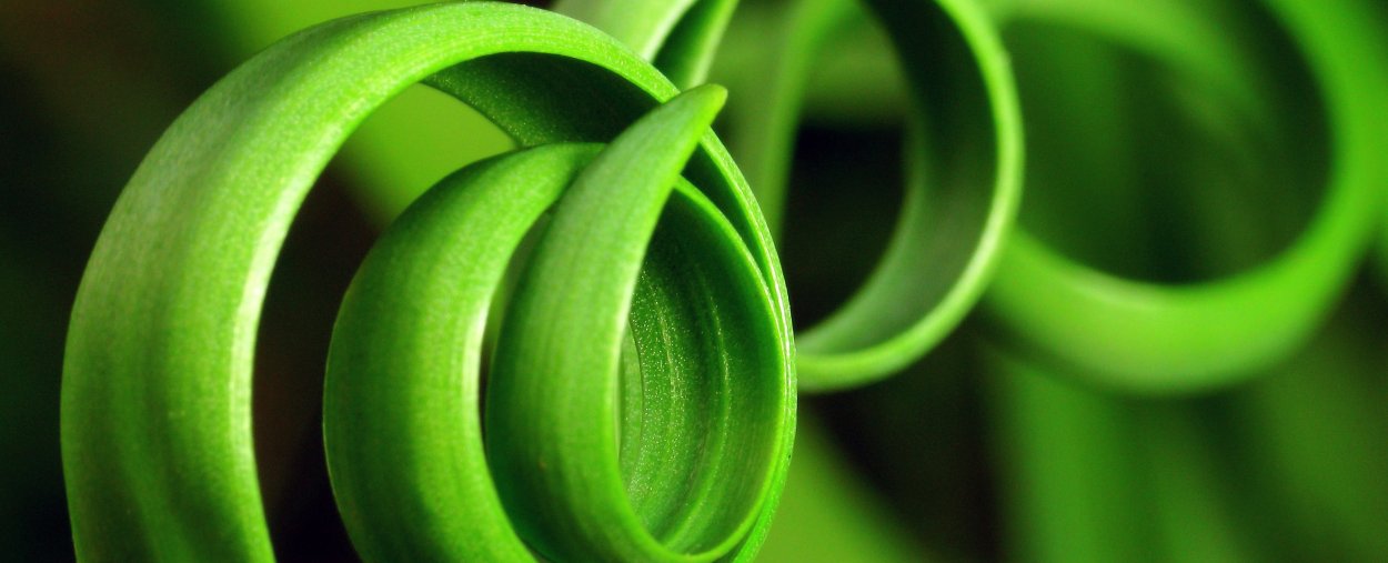 Зеленый цвет