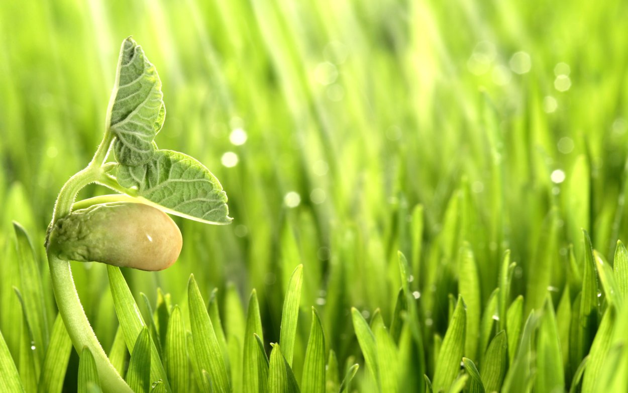 Проектная деятельность по биологии