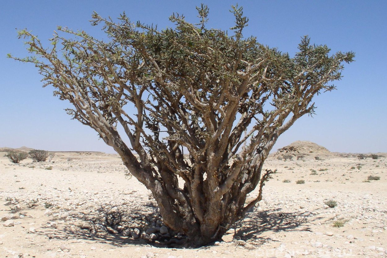 Босвеллия пильчатая