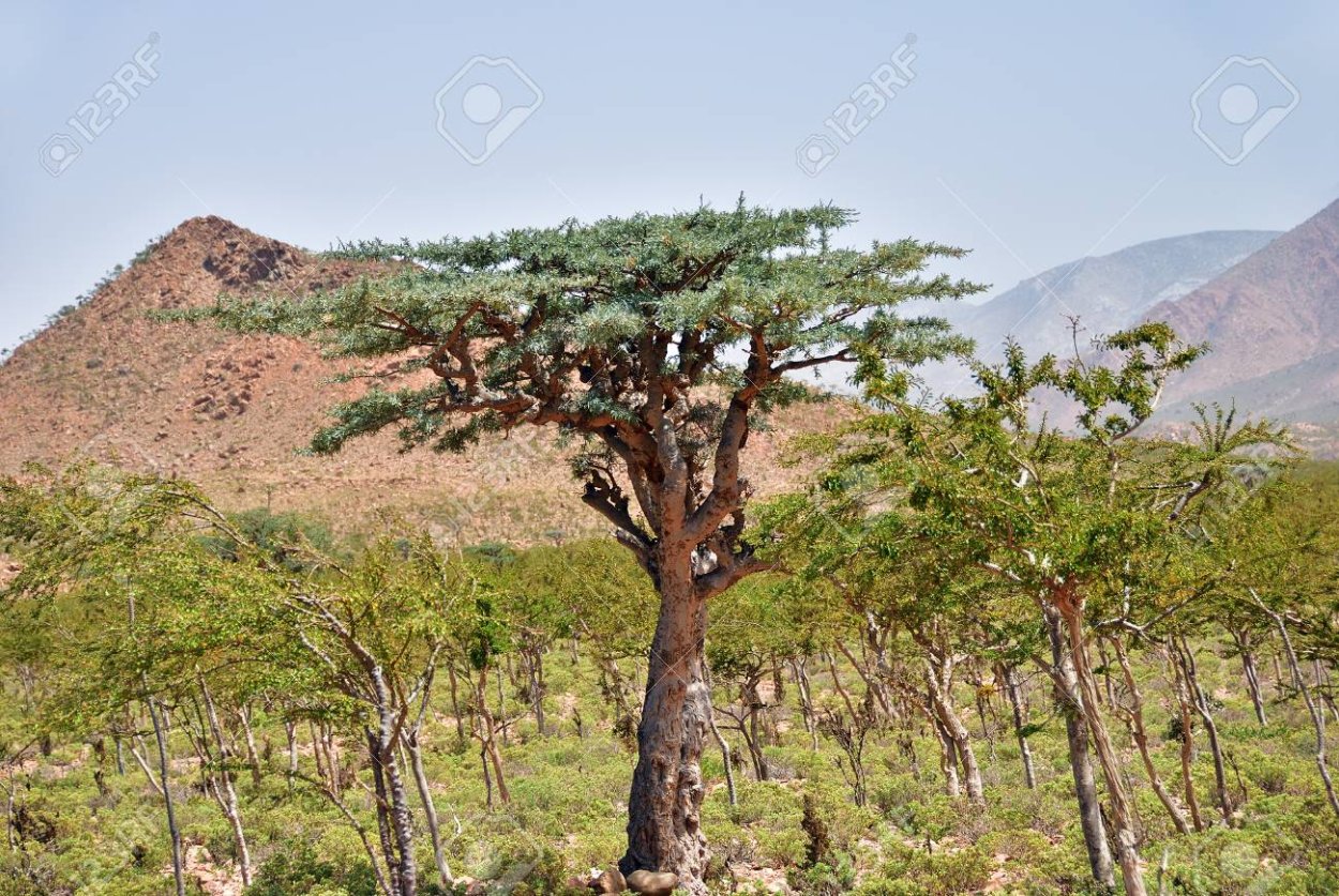 Йемен деревья ладана фотографии