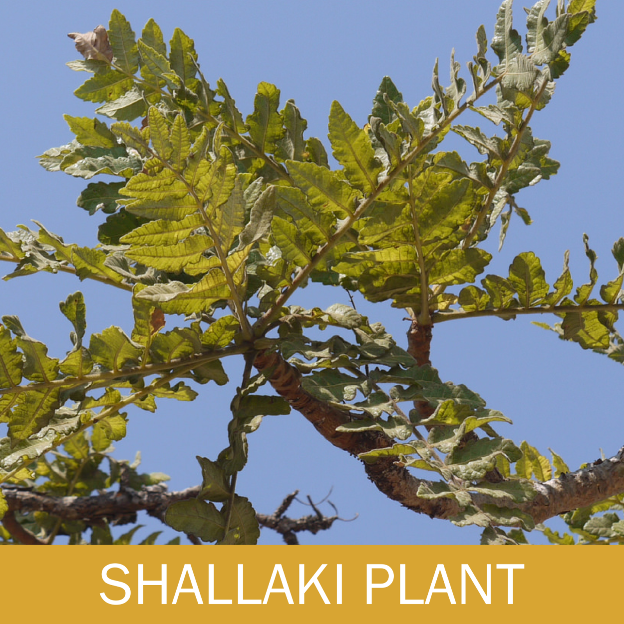 Босвеллия Священная