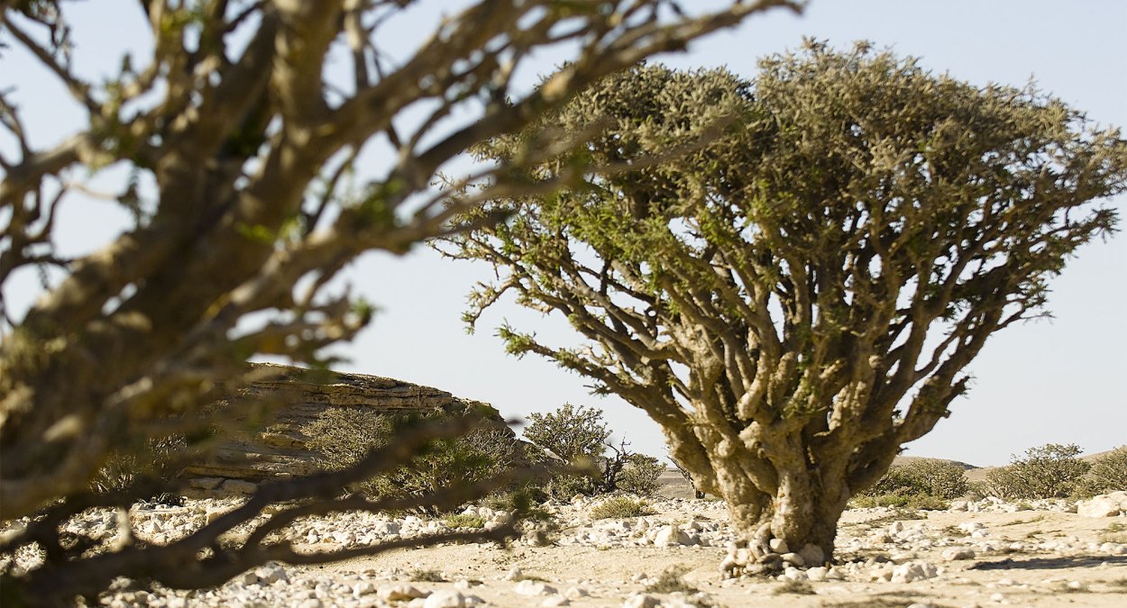 Босвеллия Священная