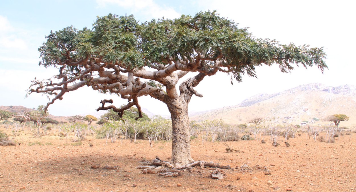 Ладановое дерево