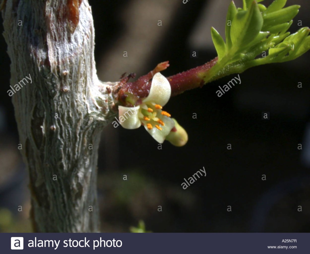 ЛИМУЗЕНСКИЙ дуб