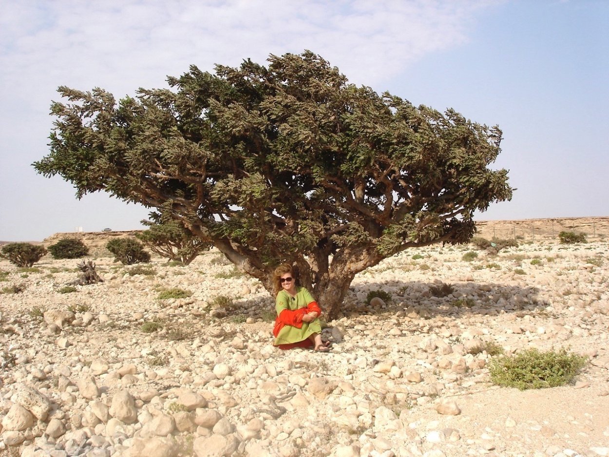 Деревья рода Босвеллия