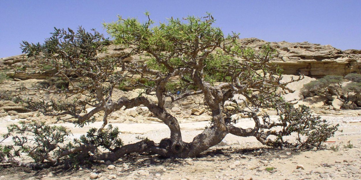 Ладанное дерево