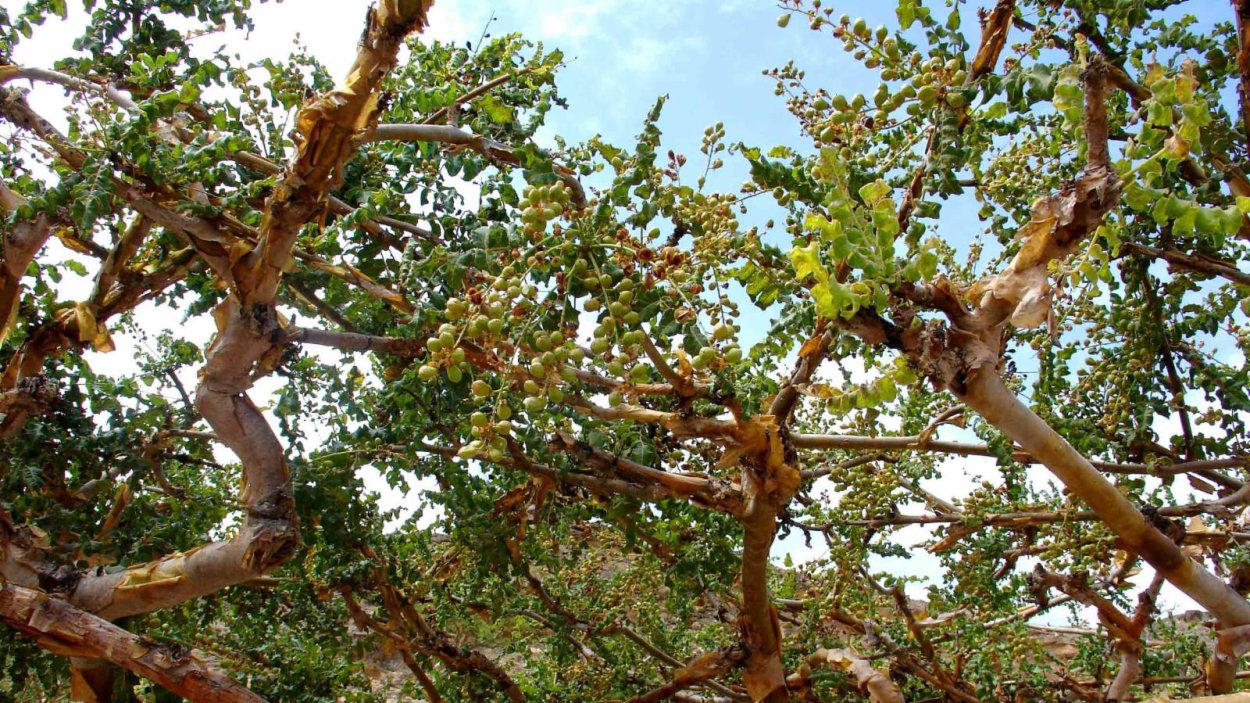 Босвеллия пильчатая