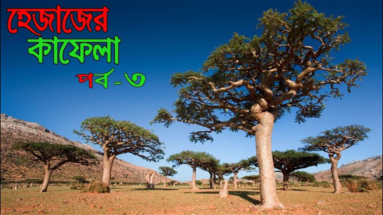 Дерево Ладан Оман