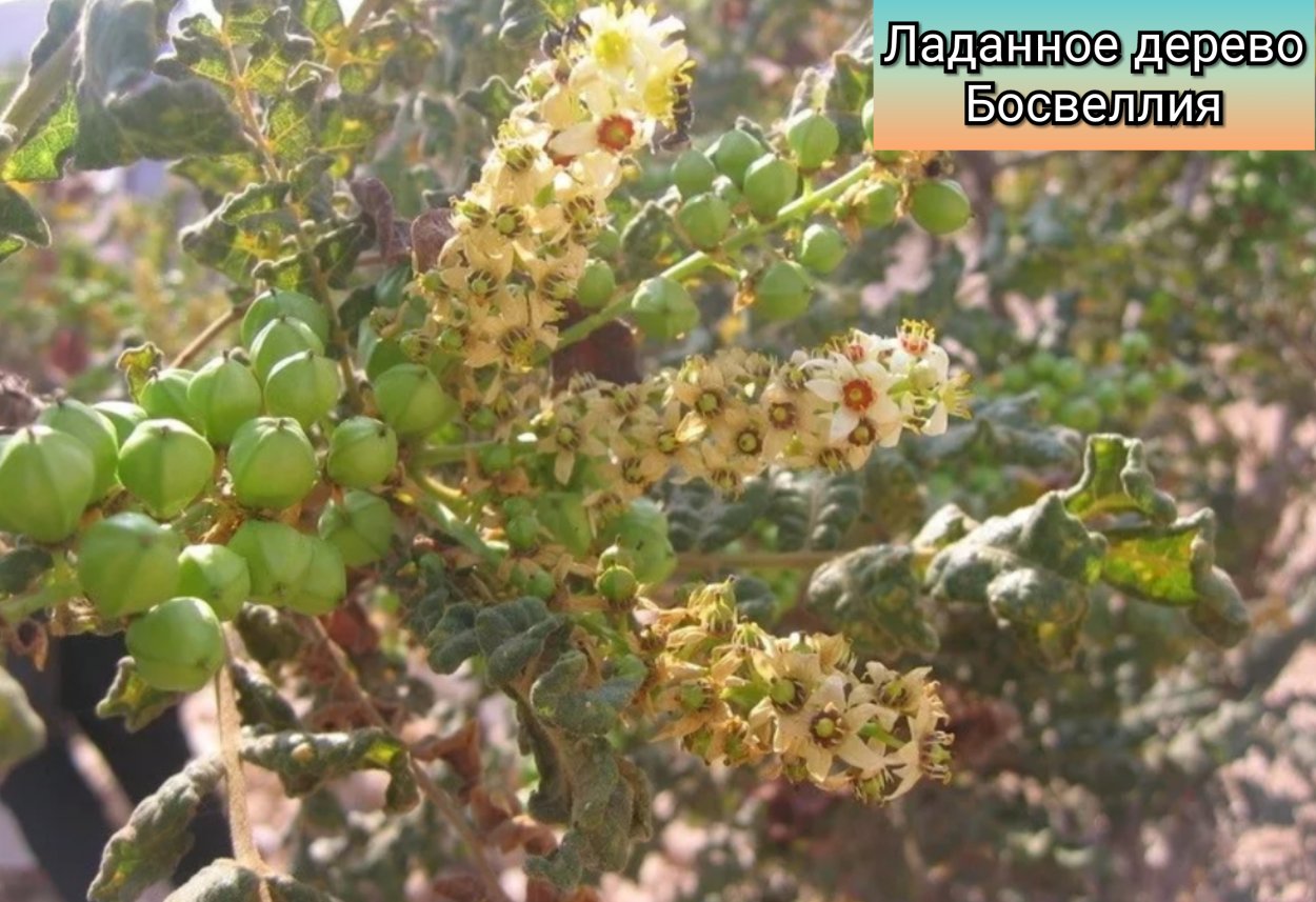 Босвеллия Сакра