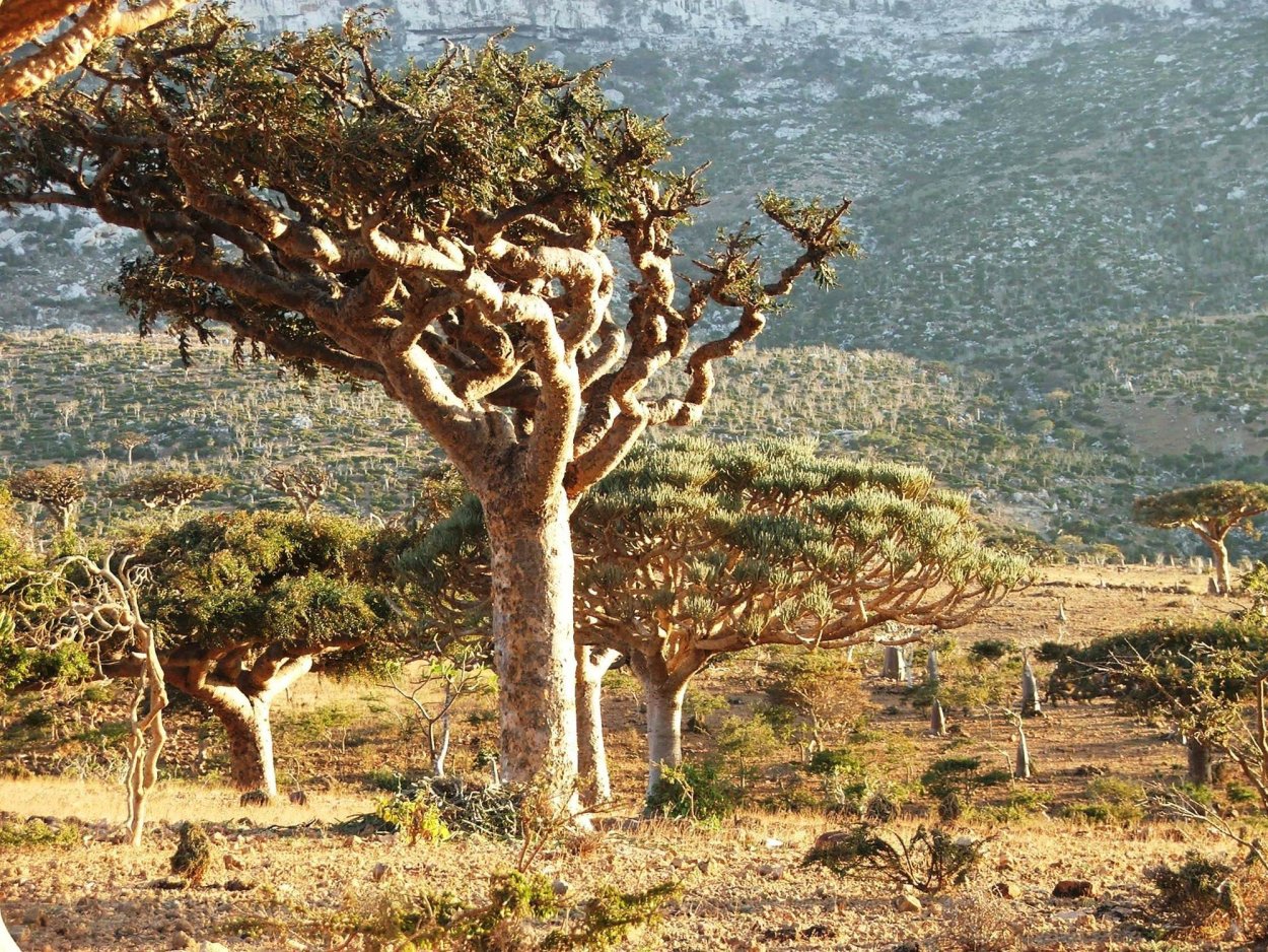 Ладанное дерево Сокотра