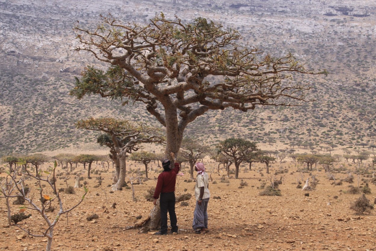 Дерево Ладан Оман