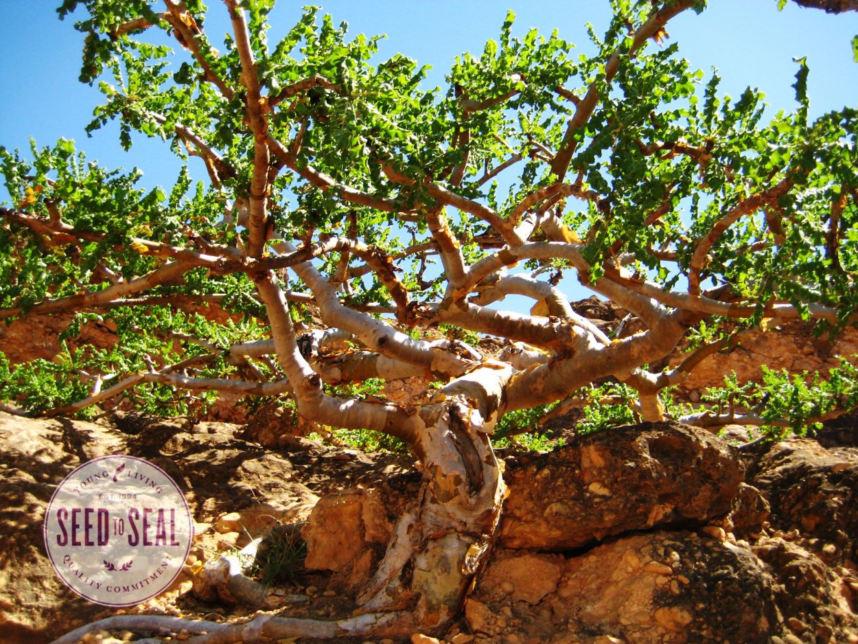 Босвеллия дерево Ладан