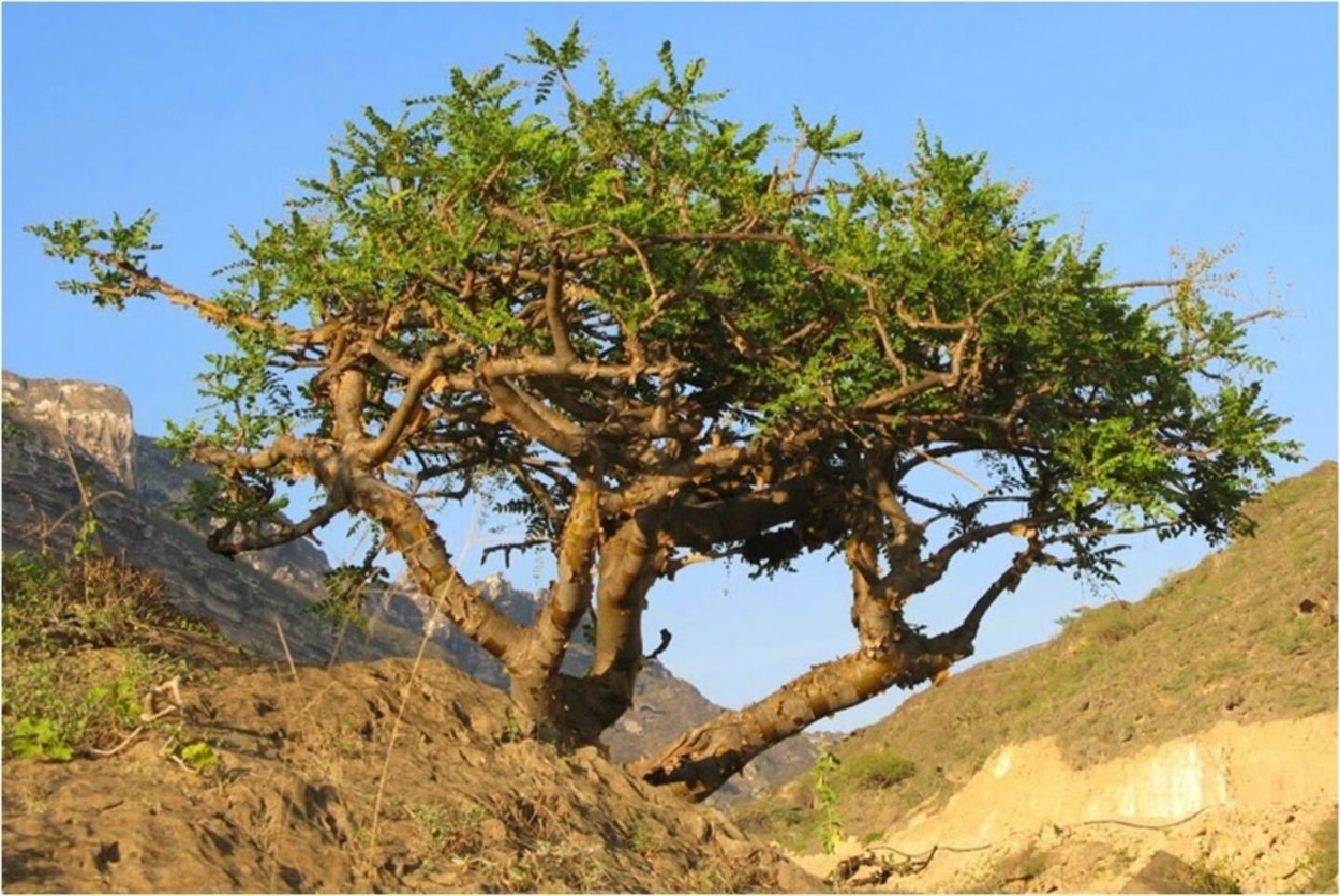 Ладанное дерево