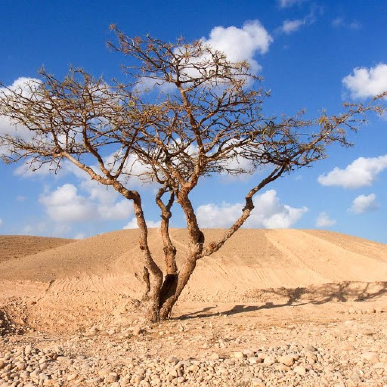 Мирра (Commiphora Myrrha