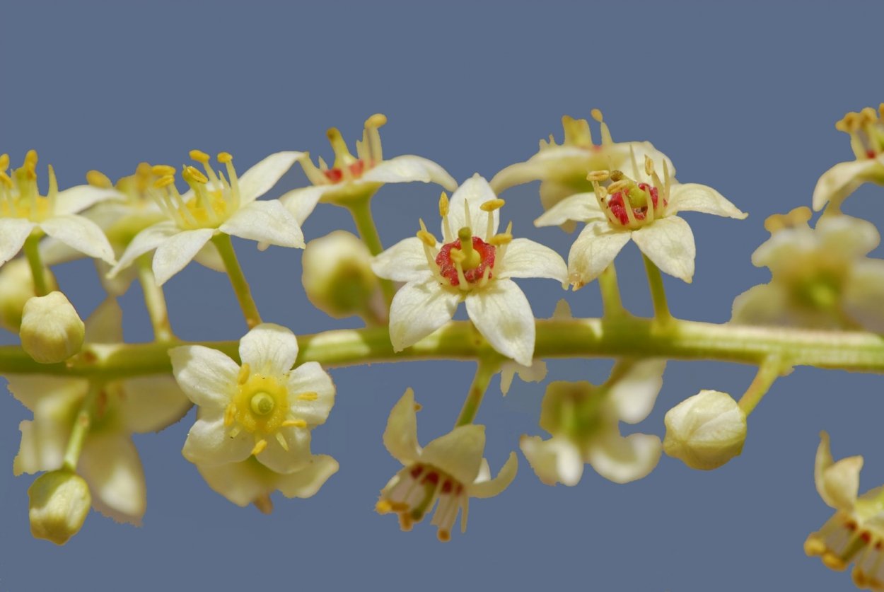 Босвеллия Священная