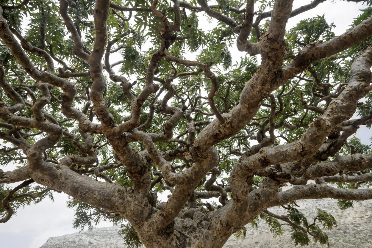 Деревья рода Босвеллия