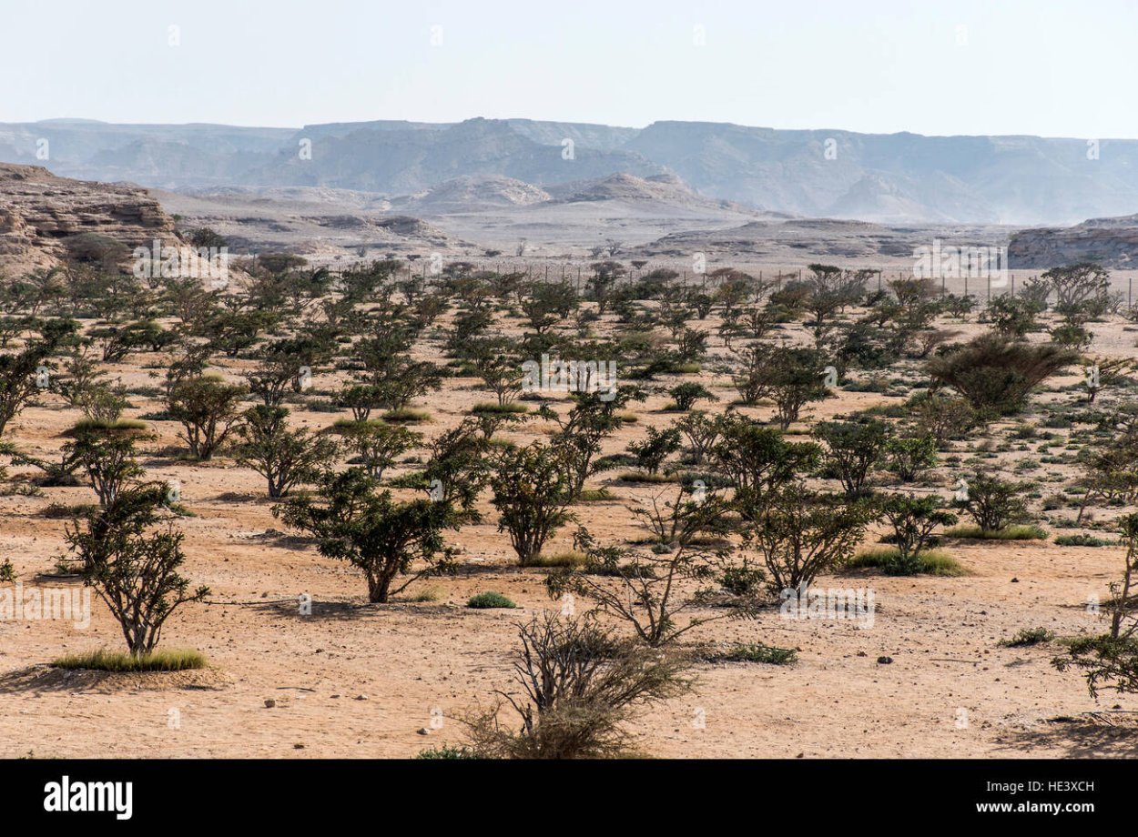 Земля ладана Оман