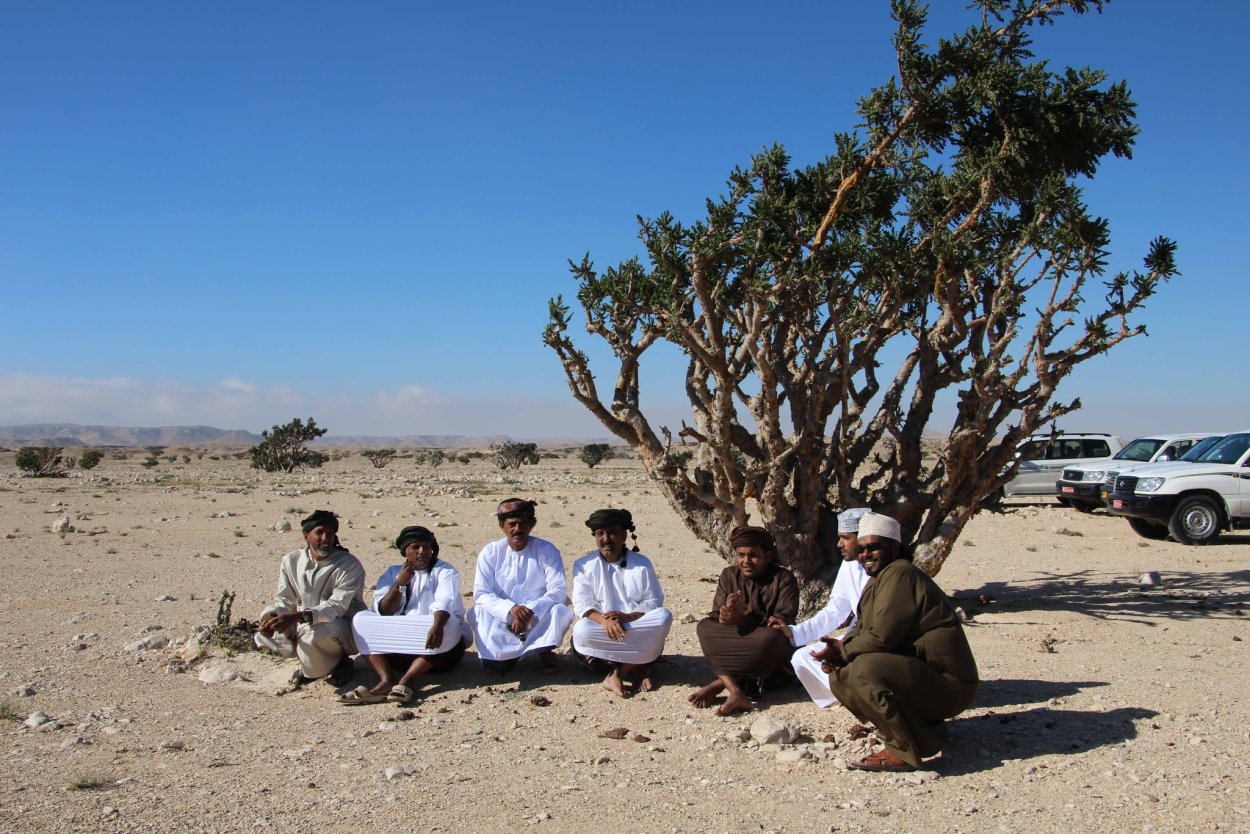 Кора дерева