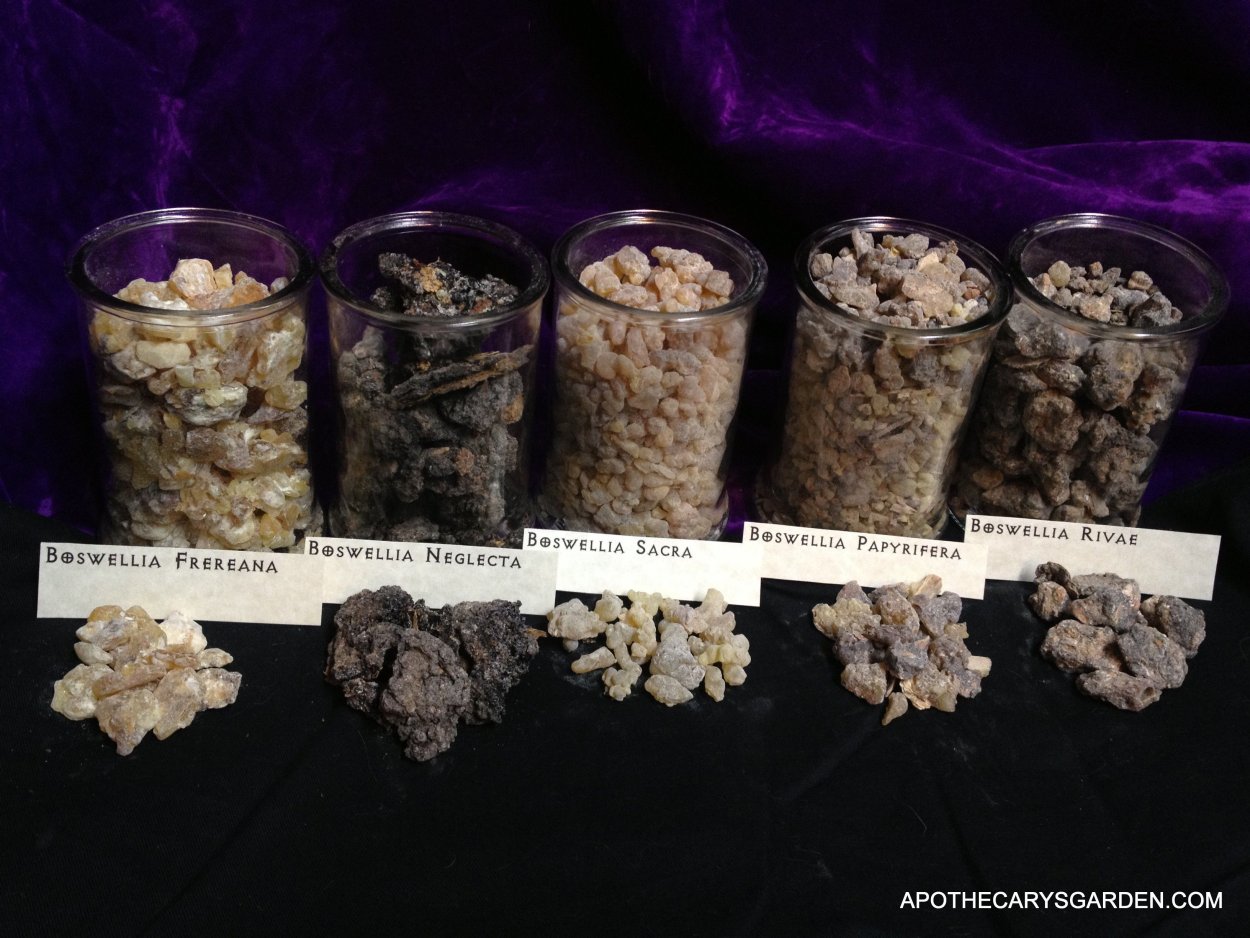 Босвеллия Сакра дерево