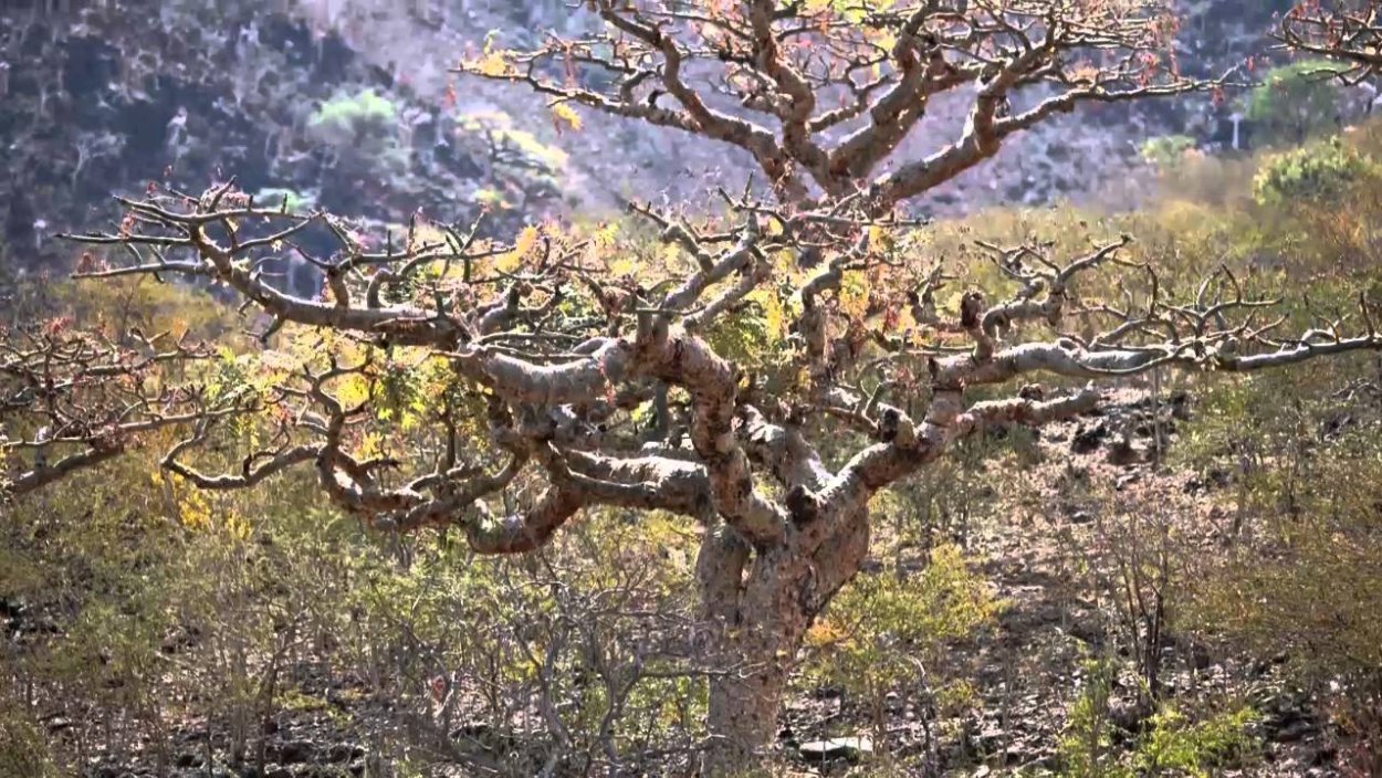 Ладанные деревья Омана