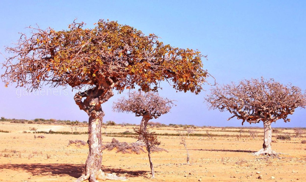 Босвеллия Сакра дерево