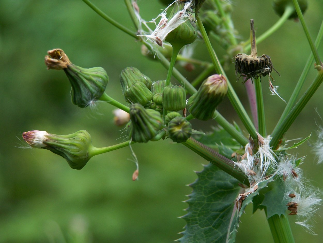 Сорные растения с бутонами цветов