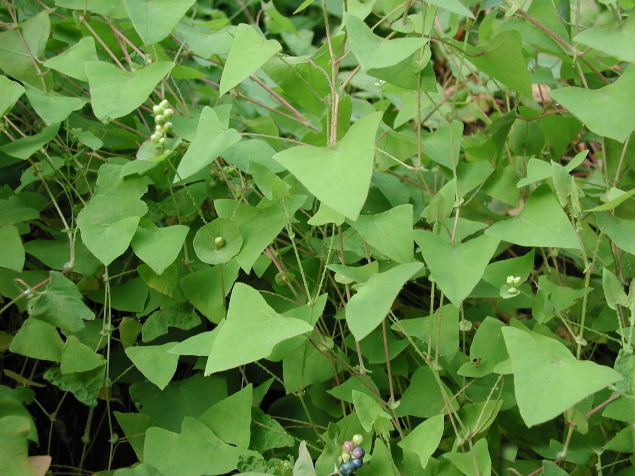 Горец ползучий сорняк