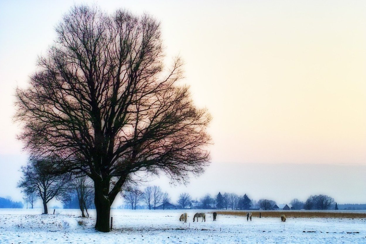 Ясень дерево зимой
