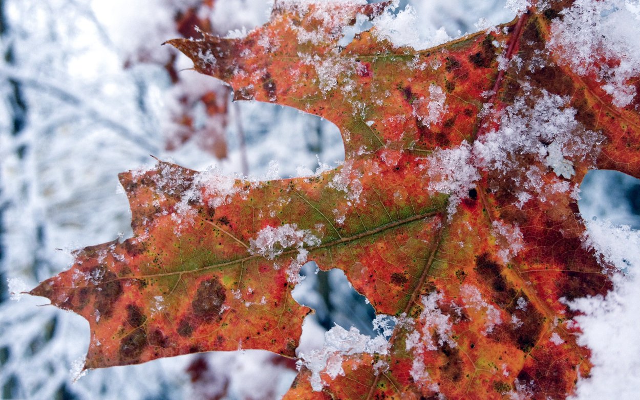Первый снег