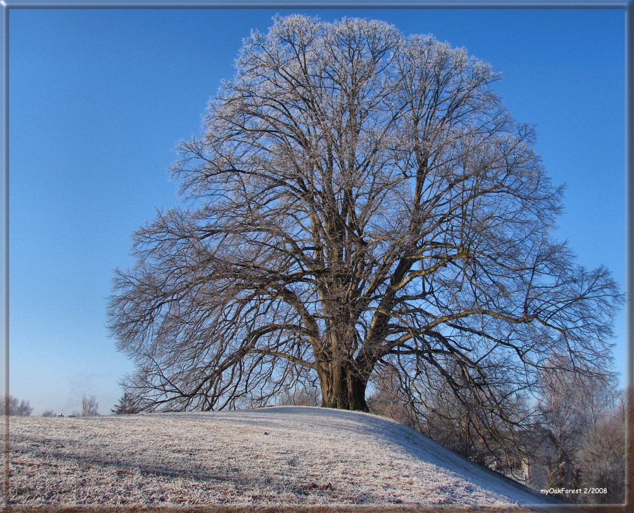 Липа мелколистная зима