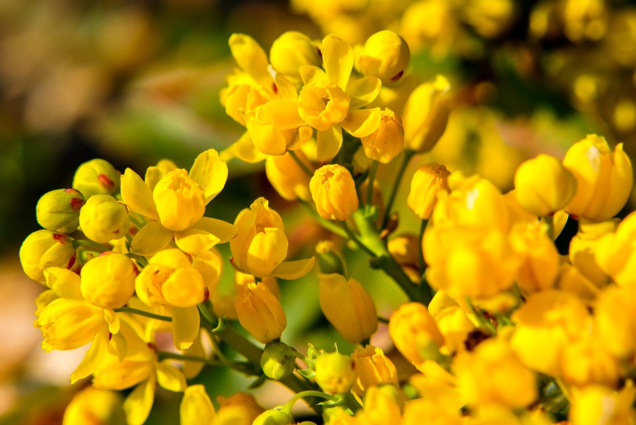 Жёлтый цветок