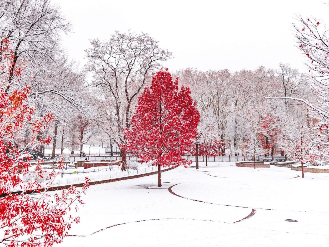 Центральный парк Нью-Йорк зимой каток