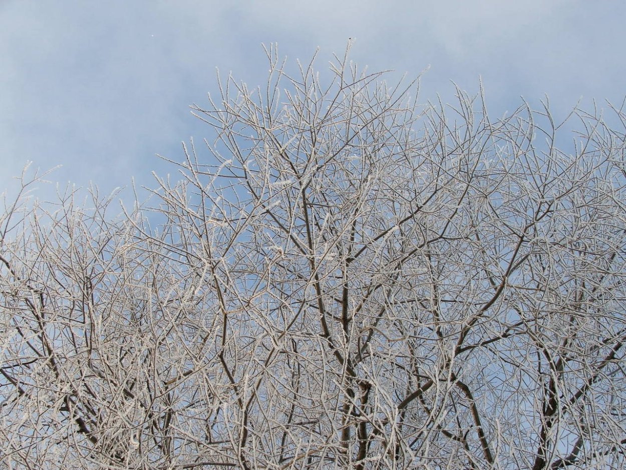 Клён остролистный цветениеъ
