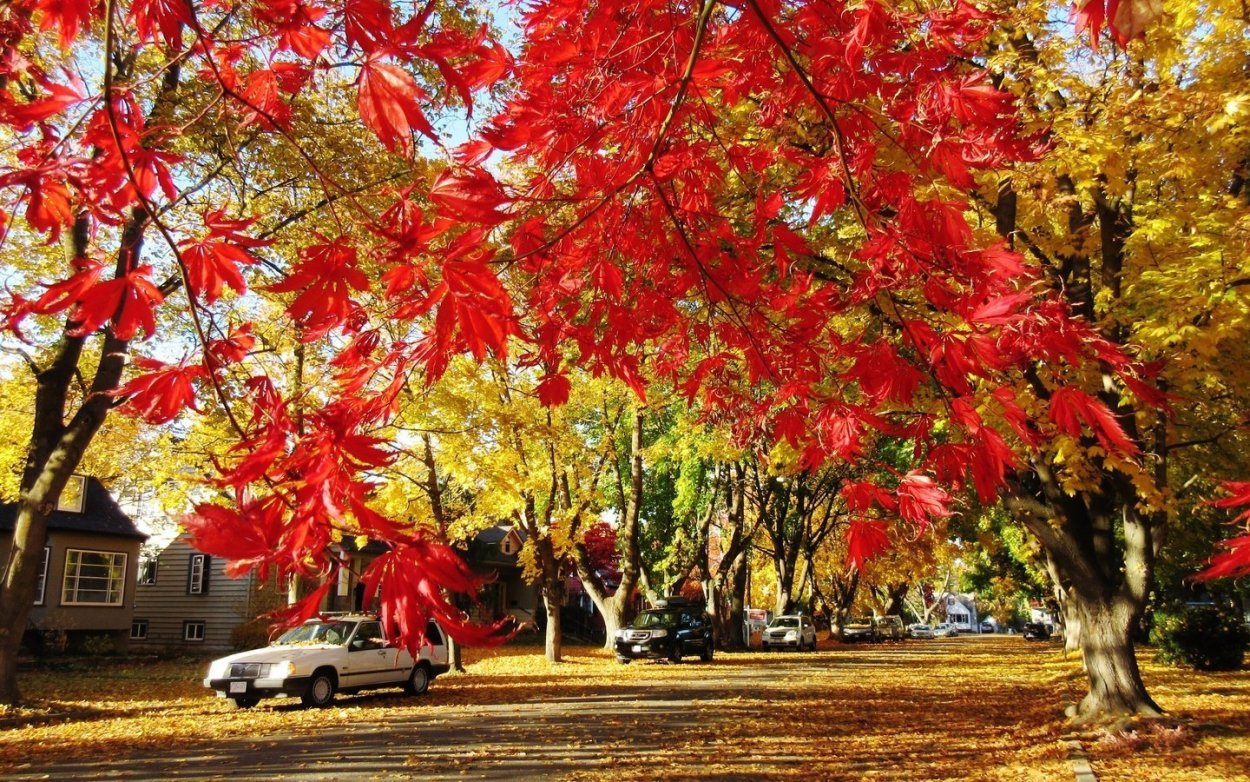 Клен красный осенью дерево