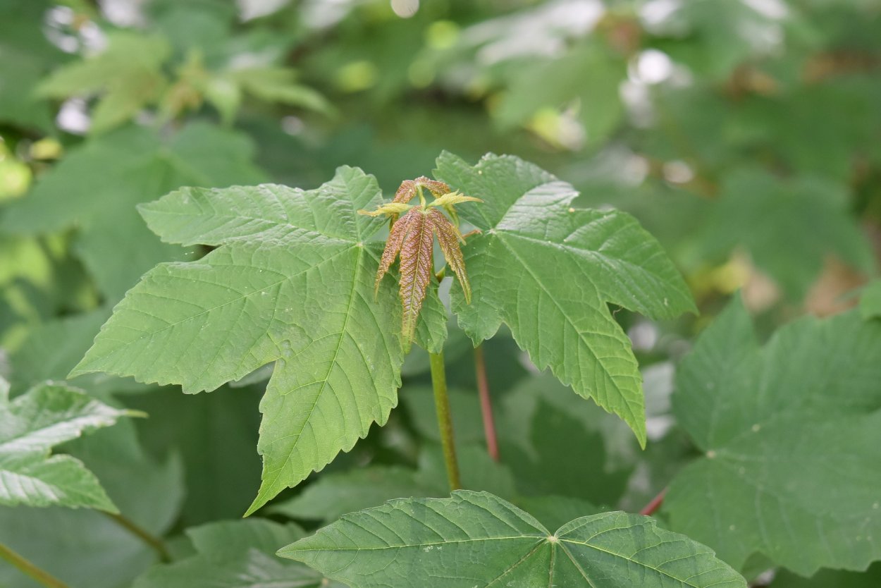 Клен остролистный весной