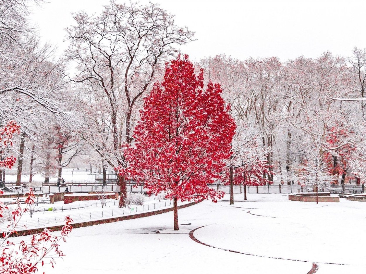 Клён остролистный