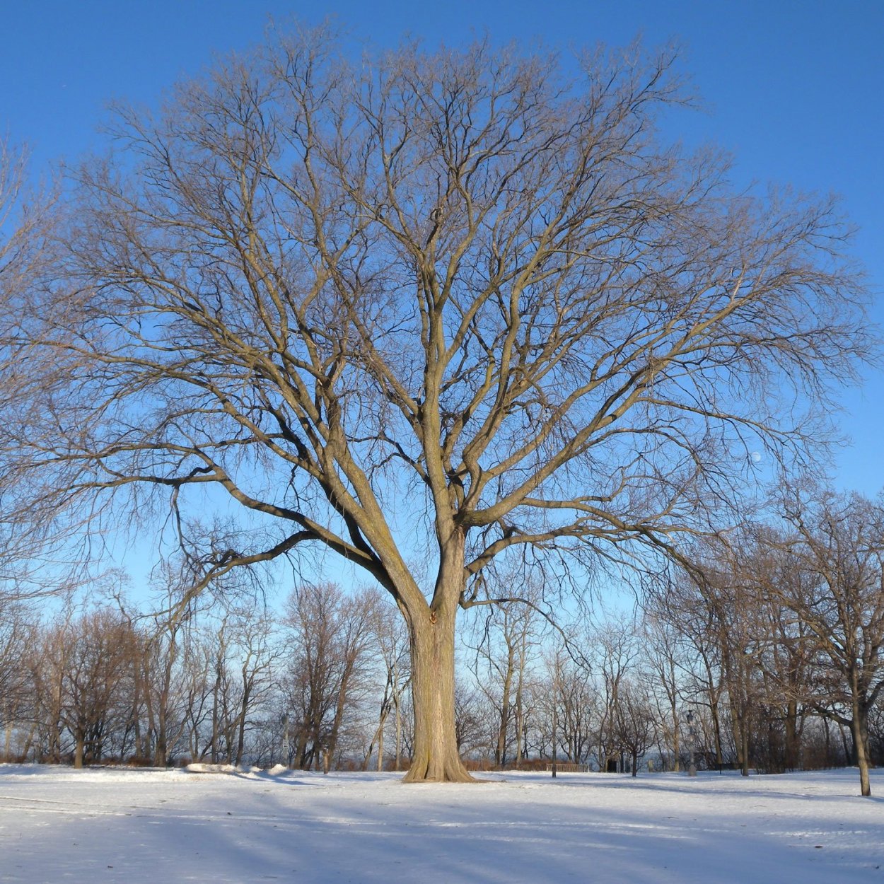 Вяз,карагач зимой
