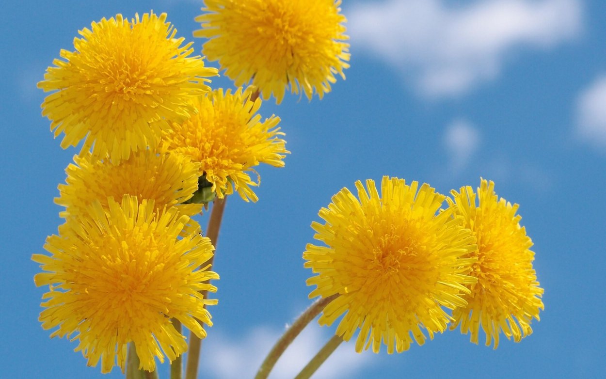 Самые красивые одуванчики