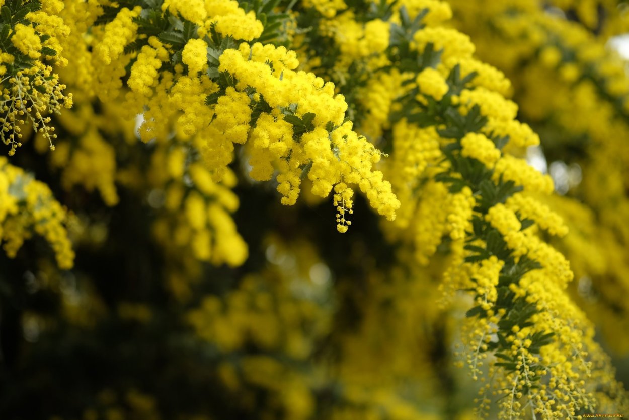 Мимоза Лимонка