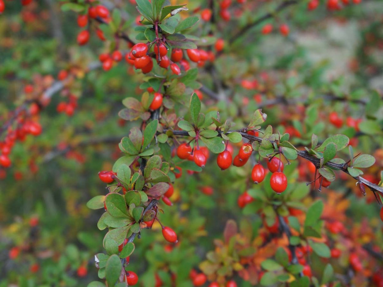 Кизильник алаунский