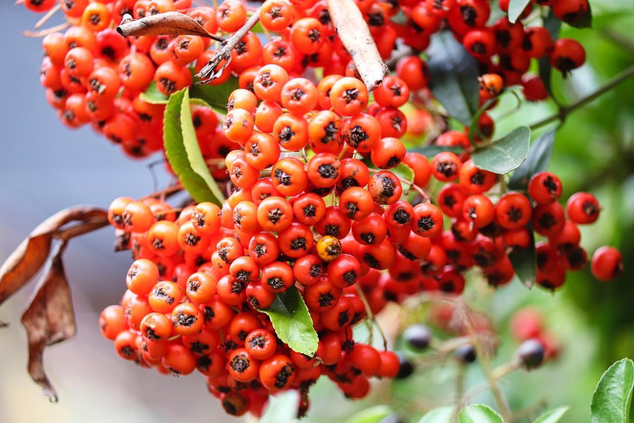 Пираканта и рябина