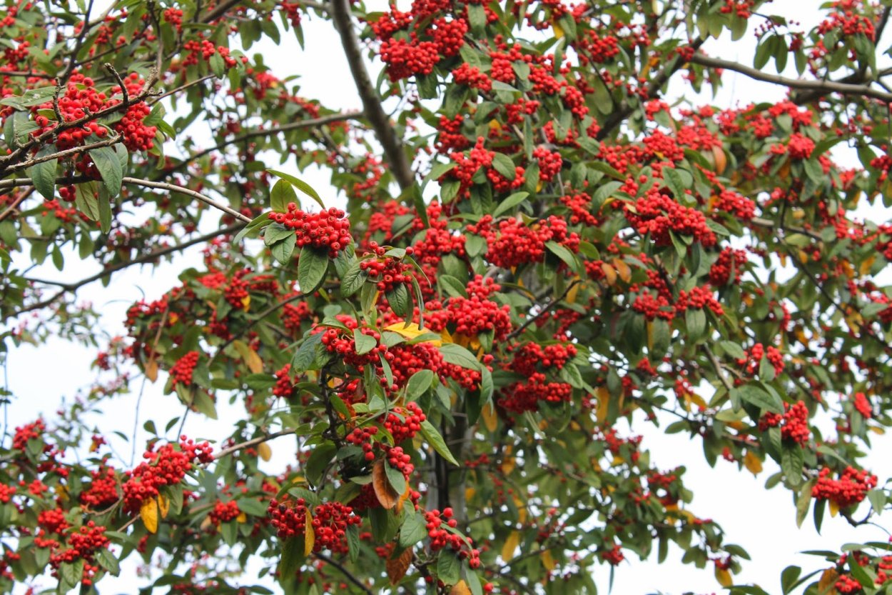 Нандина вечнозелёная