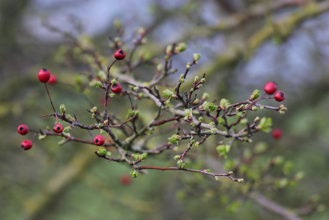 Боярышник шипы