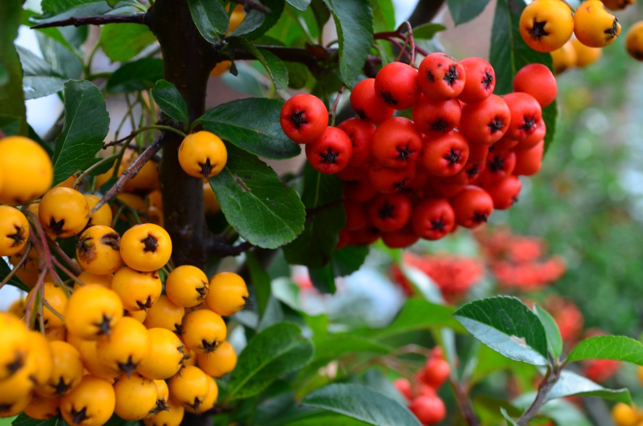 Арония кустарник с желтыми ягодами