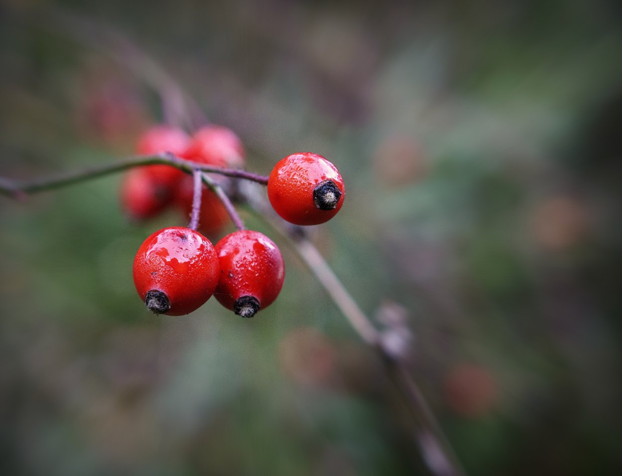 Ягода (ботаника)