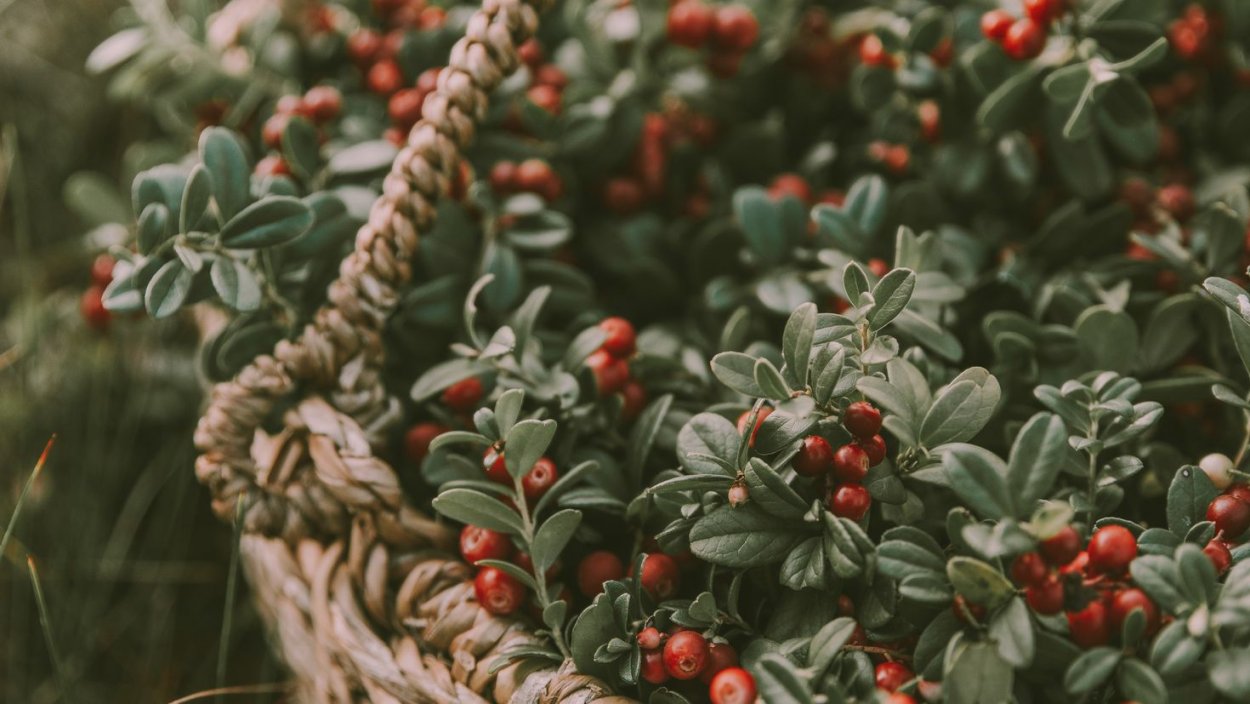 Брусника Кавказская