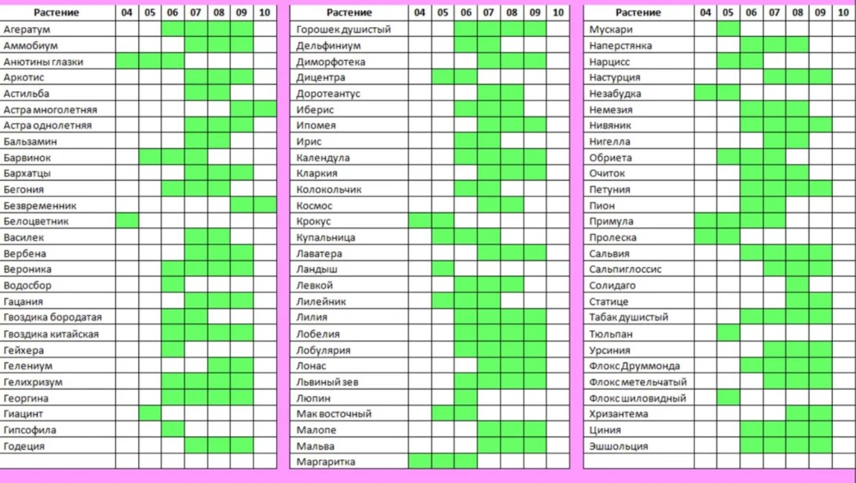 Формы крон деревьев и кустарников