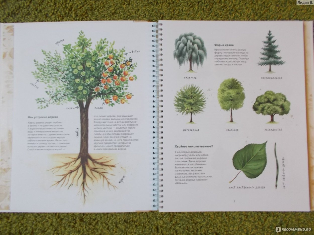 Спрайт дерева