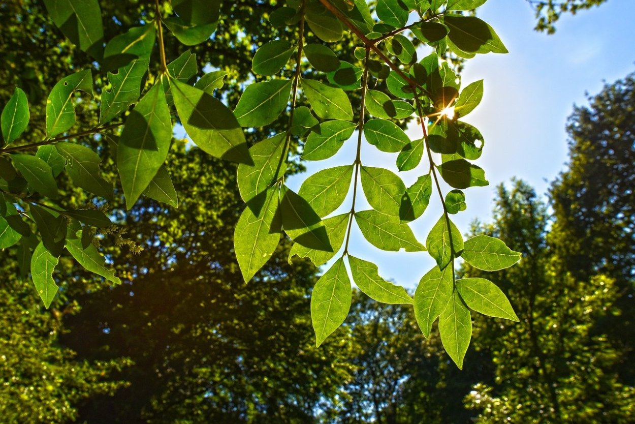 Береза обыкновенная (Betula Alba)