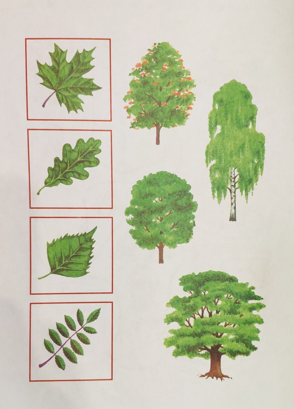 Листва деревьев